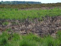 NL, Noord-Brabant, Goirle, Regte Heide, burning place 3, Saxifraga-Willem van Kruijsbergen