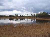 NL, Noord-Brabant, Heeze-Leende, Spinsterberg 3, Saxifraga-Tom Heijnen