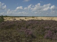NL, Noord-Brabant, Heusden, Loonse en Drunense Duinen 37, Saxifraga-Marijke Verhagen