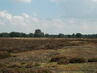 NL, Noord-Brabant, Sint Anthonis, Ullingse Bergen 4, Saxifraga-Jaap Bouwman : stuizand2