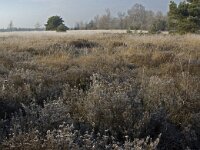 NL, Noord-Brabant, Someren, Strabrechtsche Heide 4, Saxifraga-Jan van der Straaten