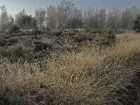 NL, Noord-Brabant, Someren, Strabrechtsche Heide 9, Saxifraga-Jan van der Straaten