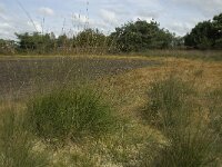 NL, Noord-Brabant, Zundert, Oude Buisse Heide 6, Saxifraga-Jan van der Straaten