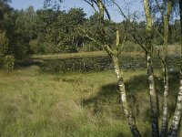 NL, Noord-Brabant, Boxtel, Bosven 2, Saxifraga-Jan van der Straaten