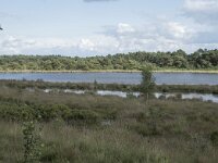 NL, Noord-Brabant, Boxtel, Kampina, Huisvennen 7, Saxifraga-Willem van Kruijsbergen