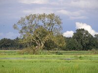 NL, Noord-Brabant, Eersel, Spekdonken 13, Saxifraga-Tom Heijnen