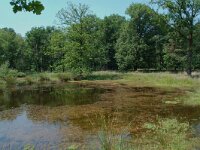 NL, Noord-Brabant, Goirle, Regte Heide, restored wouwer 5, Saxifraga-Willem van Kruijsbergen