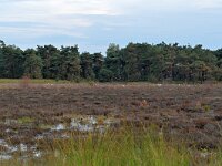 NL, Noord-Brabant, Oirschot, Landschotse Heide 23, Saxifraga-Tom Heijnen