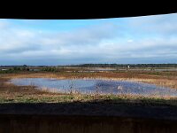 NL, Noord-Brabant, Valkenswaard, Plateaux-Hageven 18, Saxifraga-Tom Heijnen