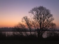 Silhouetted willow tree during sun rise, Biesbosch National Park, Netherlands  Silhouetted willow tree during sun rise, Biesbosch National Park, Netherlands : willow, bank, river, bare, tree, trunk, branch, branches, twig, twigs, water, creek, stream, cove, Biesbosch, national park, np, Biesbosch national park, Dutch, Netherlands, Europe, european, wetland, non-urban scene, nature, natural, nature protection, outside, outdoor, outdoors, no people, nobody, rural landscape, rural scene, sun rise, dawn, early, early morning, warm color, red
