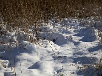 NL, Noord-Brabant, Altena, Jantjesplaat 5, Saxifraga-Roel Meijer