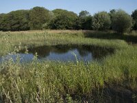 NL, Noord-Brabant, Goirle, Landgoed De Hoevens 72, Saxifraga-Willem van Kruijsbergen