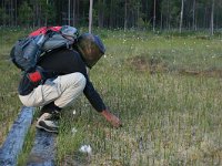 FIN, Central Finland, NP Pyha-Hakki 1, Saxifraga-Marjan van der Heide