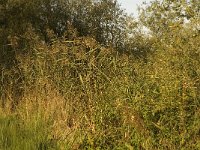 NL, Noord-Brabant, Waalwijk, De Dullaard 12, Saxifraga-Jan van der Straaten