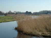 NL, Noord-Holland, Oostzaan, Polder Oostzaan 5, Saxifraga-Marijke Verhagen