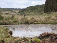 Raised bogs-Hoogvenen