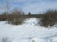 B, Liege, Eupen, Brackvenn 58, Saxifraga-Willem van Kruijsbergen