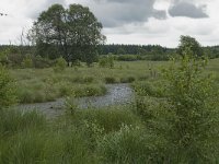 B, Liege, Eupen, Im Platten Venn 10, Saxifraga-Willem van Kruijsbergen