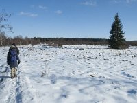 B, Liege, Eupen, Im Platten Venn 61, Saxifraga-Willem van Kruijsbergen