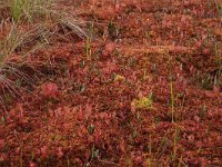 EST, Harjumaa, Kuusalu, Lahemaa rahvuspark 144, Saxifraga-Hans Boll