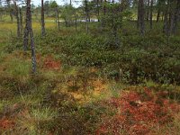 EST, Harjumaa, Kuusalu, Lahemaa rahvuspark 215, Saxifraga-Hans Boll