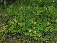 EST, Harjumaa, Kuusalu, Lahemaa rahvuspark 223, Saxifraga-Hans Boll