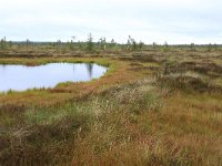 EST, Harjumaa, Kuusalu, Lahemaa rahvuspark 289, Saxifraga-Hans Boll