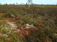 EST, Laane maakond, Laane-Nigula, Leidissoo looduskaitseala 109, Saxifraga-Hans Boll