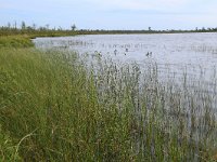 EST, Laane maakond, Laane-Nigula, Leidissoo looduskaitseala 20, Saxifraga-Hans Boll