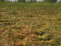 EST, Laane maakond, Laane-Nigula, Leidissoo looduskaitseala 36, Saxifraga-Hans Boll