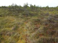 EST, Laane maakond, Laane-Nigula, Leidissoo looduskaitseala 60, Saxifraga-Hans Boll