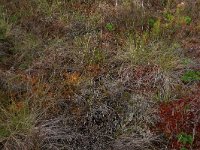 EST, Laane maakond, Laane-Nigula, Leidissoo looduskaitseala 66, Saxifraga-Hans Boll