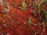 EST, Laane maakond, Laane-Nigula, Leidissoo looduskaitseala 67, Saxifraga-Hans Boll