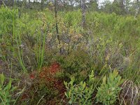 EST, Laane maakond, Laane-Nigula, Leidissoo looduskaitseala 84, Saxifraga-Hans Boll