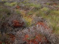 EST, Laane maakond, Laane-Nigula, Leidissoo looduskaitseala 87, Saxifraga-Hans Boll