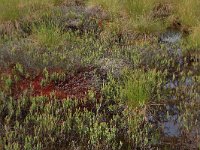 EST, Laane maakond, Laane-Nigula, Leidissoo looduskaitseala 91, Saxifraga-Hans Boll