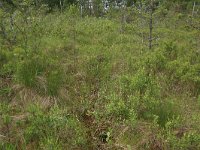 EST, Laane maakond, Laaneranna, Lihula 28, Saxifraga-Hans Boll