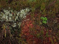 EST, Parnu maakond, Haademeeste vald, Nigula looduskaitseala 45, Saxifraga-Hans Boll