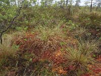 EST, Parnu maakond, Parnu 48, Saxifraga-Hans Boll