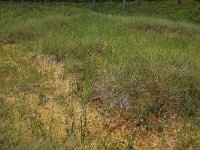 EST, Parnu maakond, Parnu, Lindi looduskaitseala 5, Saxifraga-Hans Boll