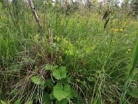 EST, Parnu maakond, Parnu, Natsi-Volla hoiuala 7, Saxifraga-Hans Boll