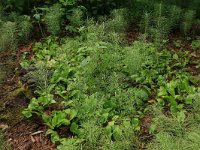 LV, Vidzeme, Sigulda novads, National Park Gauja  5, Saxifraga-Hans Boll