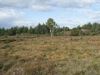 N, More og Romsdal, Fraena, Gule 27, Saxifraga-Annemiek Bouwman