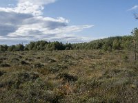 N, More og Romsdal, Fraena, Hustad 25, Saxifraga-Willem van Kruijsbergen