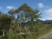 N, More og Romsdal, Fraena, Hustad 41, Saxifraga-Annemiek Bouwman