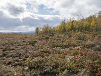 N, Oppland, Dovre, Fokstumyra 128, Saxifraga-Willem van Kruijsbergen