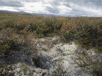 N, Oppland, Dovre, Fokstumyra 58, Saxifraga-Willem van Kruijsbergen