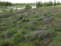 NL, Drenthe, Emmen, Bargerveen 47, Saxifraga-Hans Boll