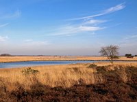 NL, Drenthe, Westerveld, Dwingelose Heide 4, Saxifraga-Hans Dekker