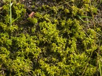 NL, Limburg, Nederweert, Groote Peel 29, Saxifraga-Jan van der Straaten
